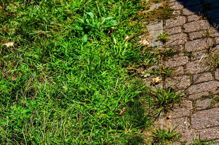 What Are the Most Common Signs You Need Professional Weed Control?