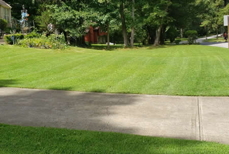 Why Do Weeds Keep Coming Back After DIY Lawn Treatments?