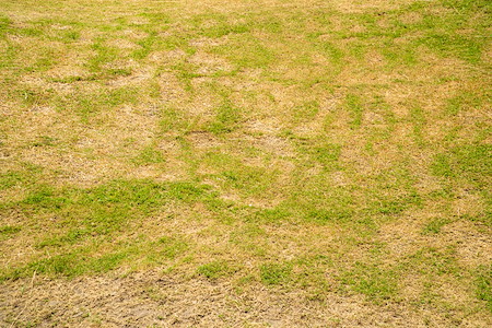 Why Your Grass May Be Yellow, Thin, or Struggling